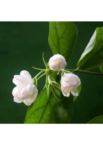 Arap Yasemin Çiçeği Beyaz 40-70 cm Saksılı