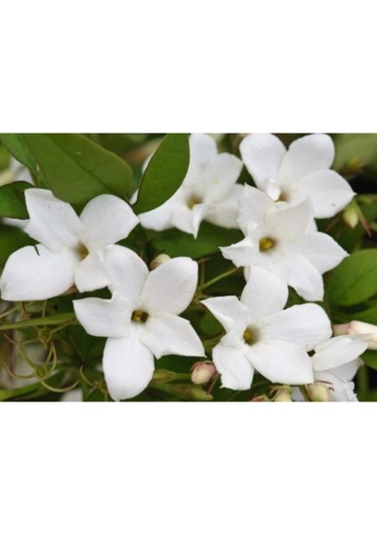 Arap Yasemin Çiçeği Beyaz 40-70 cm Saksılı fiyatları