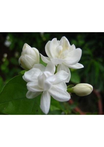 Arap Yasemin Çiçeği Beyaz 40-70 cm Saksılı modelleri