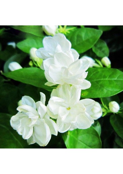 Arap Yasemin Çiçeği Beyaz 40-70 cm Saksılı fırsatları