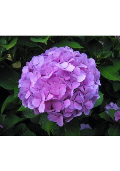 Mor Ortanca Çiçeği Fidanı ( Tüplü ) fiyatları