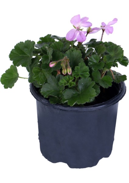 Sardunya Çiçeği Saksı'da - Pelargonium - Pembe Renk