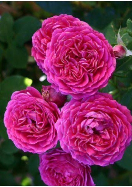 Isparta Gül Fidanı