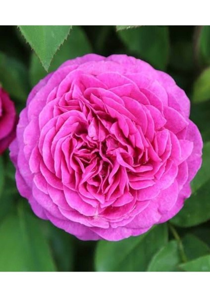 Isparta Gül Fidanı fiyatları