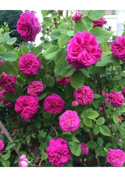 Isparta Gül Fidanı modelleri