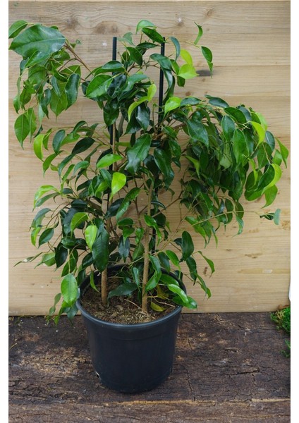 Benjamin Bitkisi Salon Bitkisi 60 cm