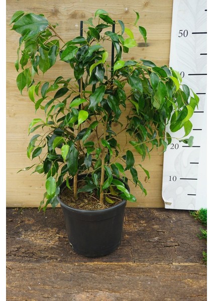 Benjamin Bitkisi Salon Bitkisi 60 cm fiyatları