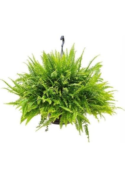 Nephrolepsis Fujer - Aşk Merdiveni - Ev Ofis Salon Iç Mekan Bitkisi - Ø:14 cm - H:40 cm