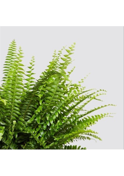 Nephrolepsis Fujer - Aşk Merdiveni - Ev Ofis Salon Iç Mekan Bitkisi - Ø:14 cm - H:40 cm fiyatları