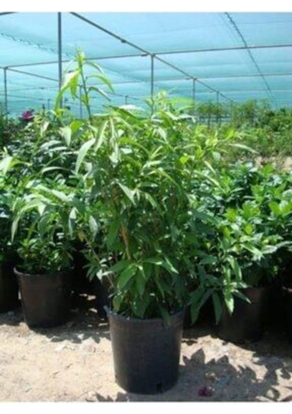 Melisa Parfüm Çiçegi Fidanı 40-60 cm 1 Adet Bol Verimli fiyatları