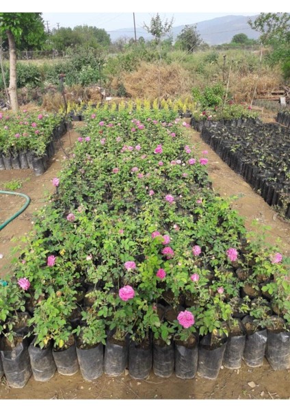 Gerçek Isparta Gülü modelleri