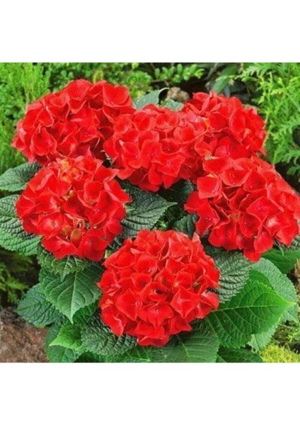 Tüplü Kırmızı Ithal Ortanca Fidanı 12 Dikim Yapılabilir..