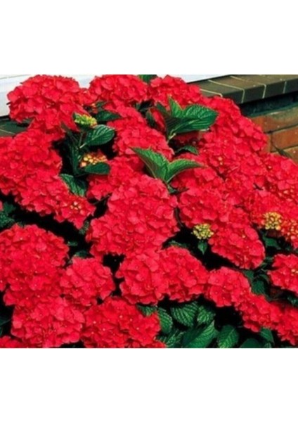 Tüplü Kırmızı Ithal Ortanca Fidanı 12 Dikim Yapılabilir.. fiyatları