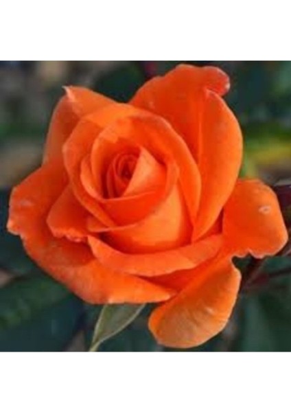 Yediveren Aşılı Turuncu Saksıda Gül Fidanı