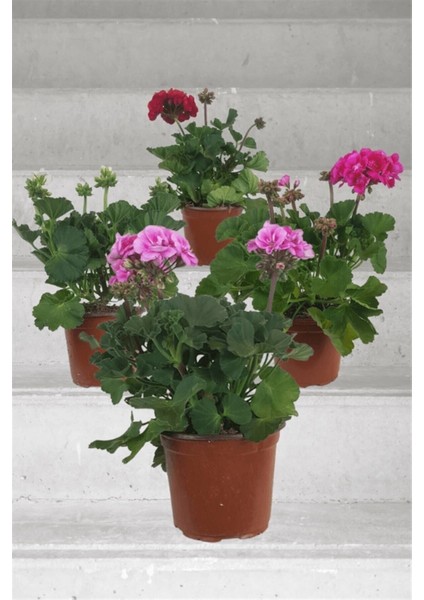 Top Sardunya (4 Ad - Karışık Renkler)