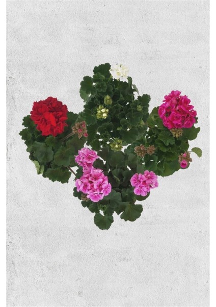 Top Sardunya (4 Ad - Karışık Renkler) fiyatları