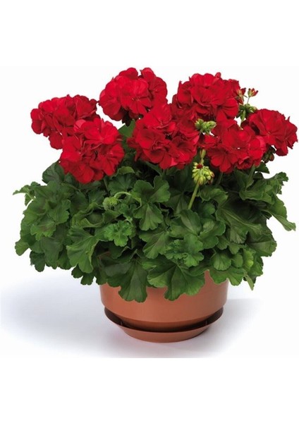 Top Sardunya (4 Ad - Karışık Renkler) modelleri