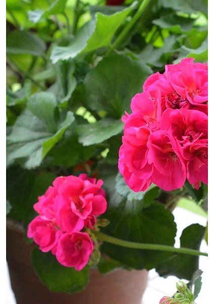 Top Sardunya (4 Ad - Karışık Renkler) fırsatları