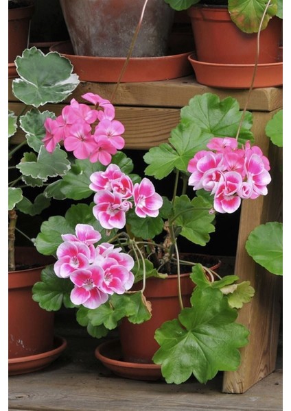 Top Sardunya (4 Ad - Karışık Renkler) indirimleri