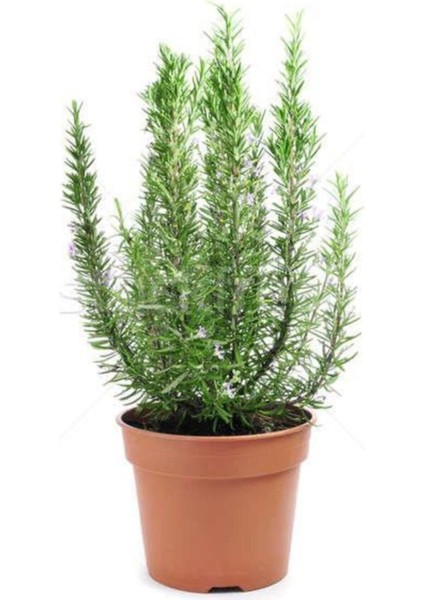 Saksılı Biberiye Fidanı 15-25 cm
