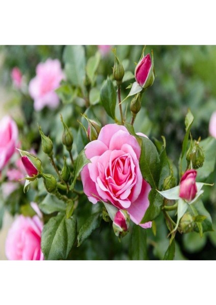 Güller Diyarı Ispartadan Kokulu Yediveren Pembe Gül Fidanı 20-30 cm