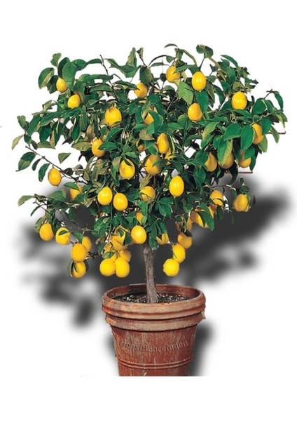 Limon Ağacı Fidanı Saksılı Bodur Yediveren Mayer(Ilk Fotograf En Iyi Formudur, Fidan Yas Aldikca)