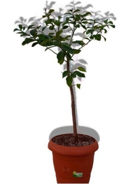 Limon Ağacı Fidanı Saksılı Bodur Yediveren Mayer(Ilk Fotograf En Iyi Formudur, Fidan Yas Aldikca) fırsatları