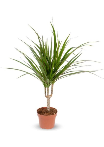 Dracaena Marginata - Tek Gövdeli Madagaskar Ağacı - Ev Ofis Salon Iç Mekan Bitkisi - 40 cm