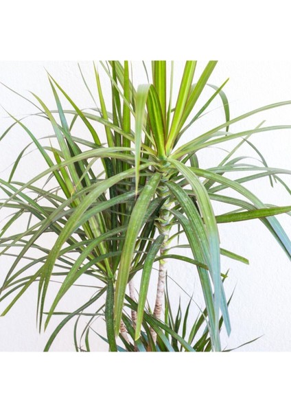 Dracaena Marginata - Tek Gövdeli Madagaskar Ağacı - Ev Ofis Salon Iç Mekan Bitkisi - 40 cm fiyatları