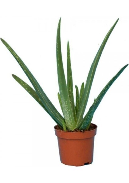 Aloe Vera Bitkisi 25-30 cm