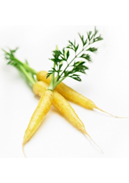 Süper Paket 100 Adet Tohum Nadir Ithal Sarı Havuç Tohumu fiyatları