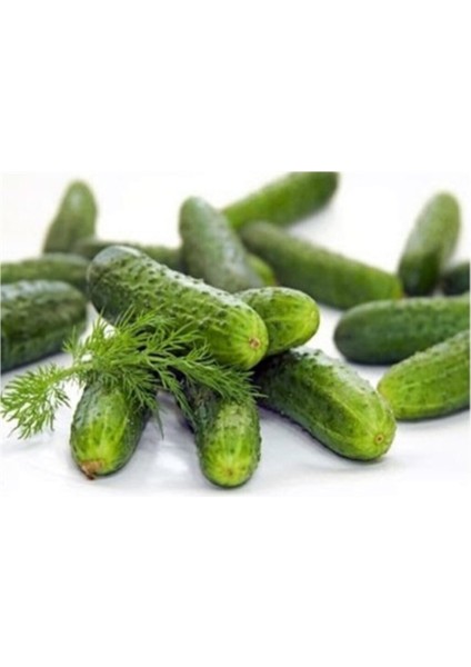 Kıtır Turşuluk Kornişon Salatalık Tohumu 10 Adet Tohum