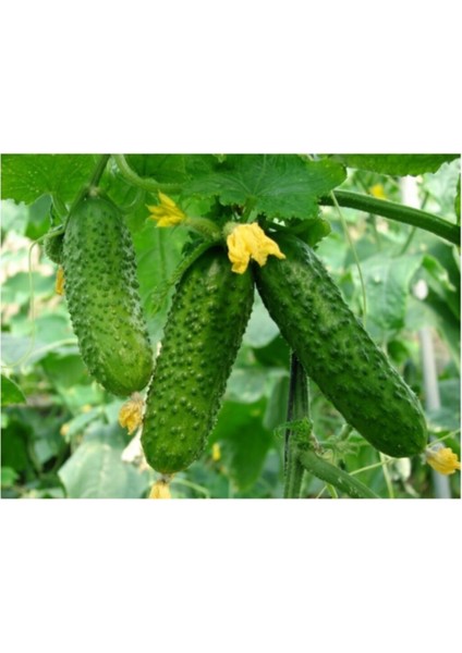 Kıtır Turşuluk Kornişon Salatalık Tohumu 10 Adet Tohum modelleri