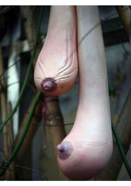 Vietnam Kabağı Tohumu 3 Adet Kabak Tohumu Süs Kabağı Tohum