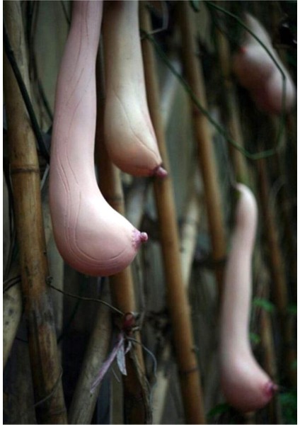 Vietnam Kabağı Tohumu 3 Adet Kabak Tohumu Süs Kabağı Tohum fiyatları