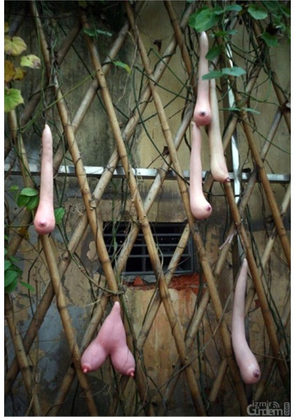 Vietnam Kabağı Tohumu 3 Adet Kabak Tohumu Süs Kabağı Tohum modelleri