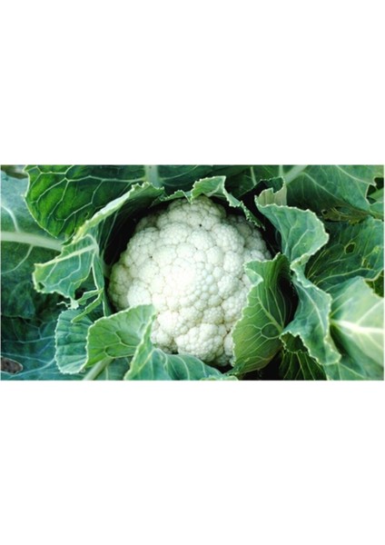 Karnabahar Tohumu 25 Adet Tohum Karnıbahar modelleri