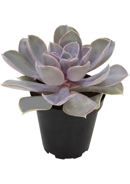 Echeveria Perle Van Nurnberg Sukulent