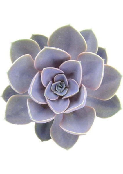 Echeveria Perle Van Nurnberg Sukulent fiyatları
