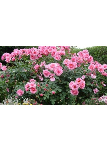 Isparta Gül Fidanı Yediveren - Kokulu 2 Yaş - Tüplü