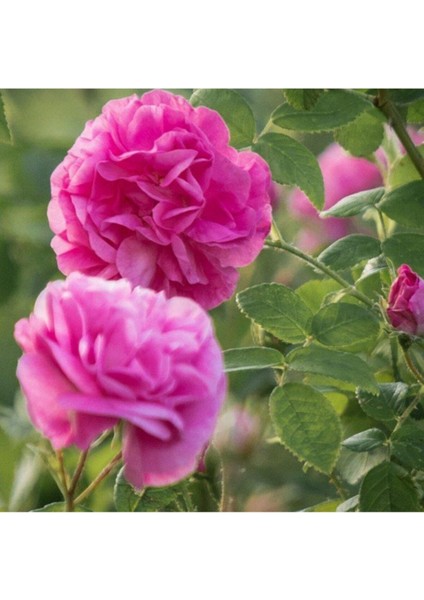 Isparta Gül Fidanı Yediveren - Kokulu 2 Yaş - Tüplü fiyatları