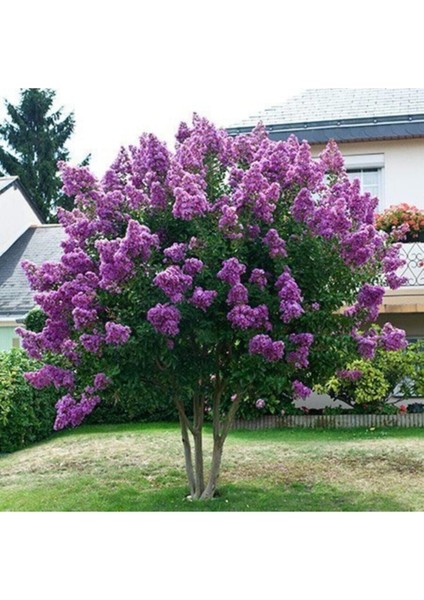 Mor Çiçekli Oya Ağacı Fidanı