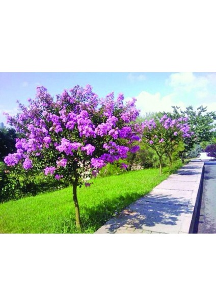 Mor Çiçekli Oya Ağacı Fidanı fiyatları