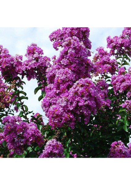 Mor Çiçekli Oya Ağacı Fidanı modelleri