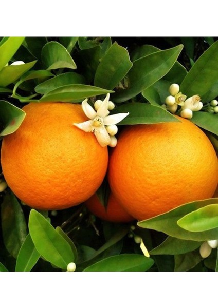 Washıngton Portakal Fidanı