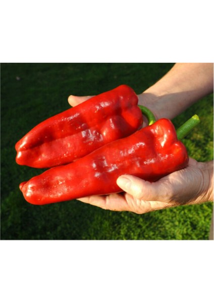 Tatlı Iri Marconi Biber Tohumu 15 Adet Tohum modelleri