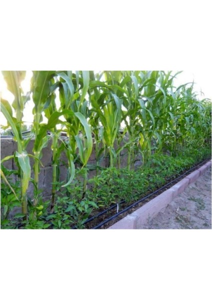 Haşlamalık Süt Mısır Tohumu 15 Adet Tohum modelleri