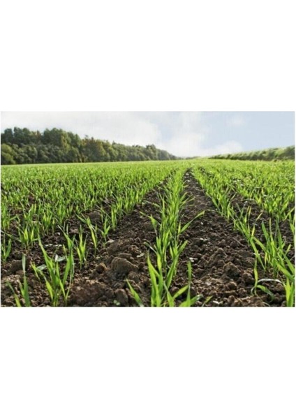 Haşlamalık Süt Mısır Tohumu 15 Adet Tohum fırsatları