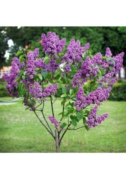 Tüplü Leylak Sümbül Fidanı 40-80 cm