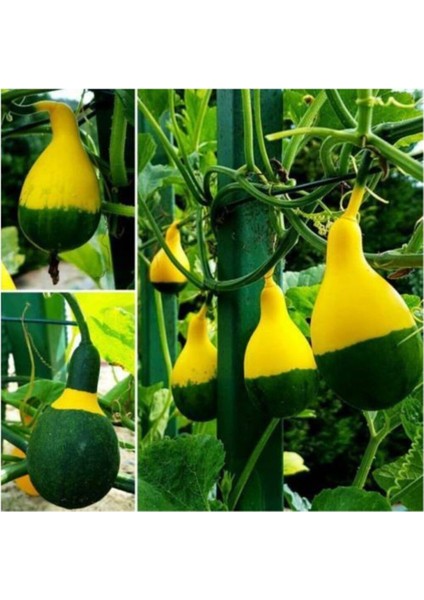 Sarı Yeşil Kabak Tohumu 5 Adet Tohum Süs Kabağı fiyatları